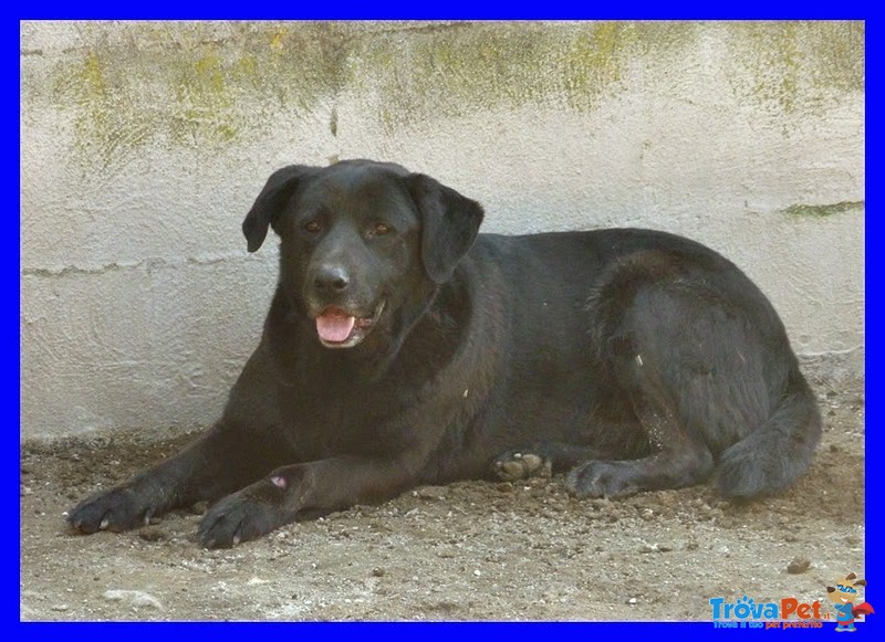 Diablo Labrador nero un vero Peccato sia in Canile - Foto n. 1