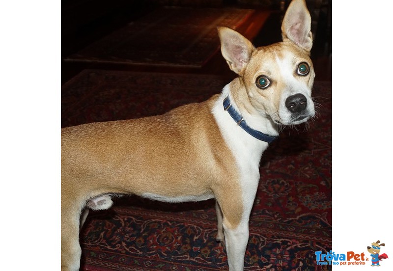 Yuki sei uno Splendido Cagnolino di Taglia di Piccola - Foto n. 1