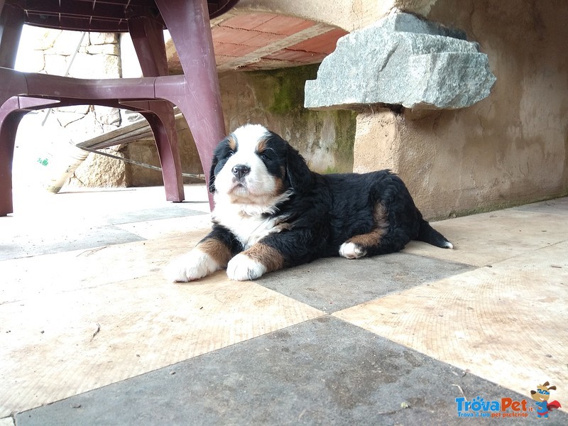 Cuccioli Bovaro del Bernese - Foto n. 2