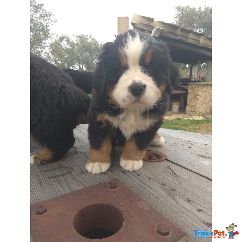 Cuccioli Bovaro del Bernese - Foto n. 5