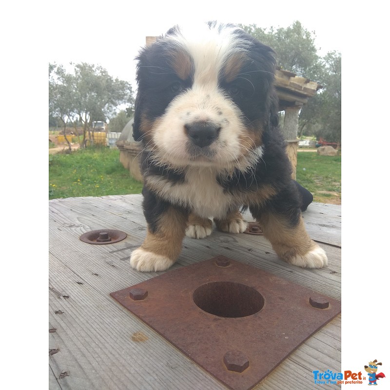 Cuccioli Bovaro del Bernese - Foto n. 6