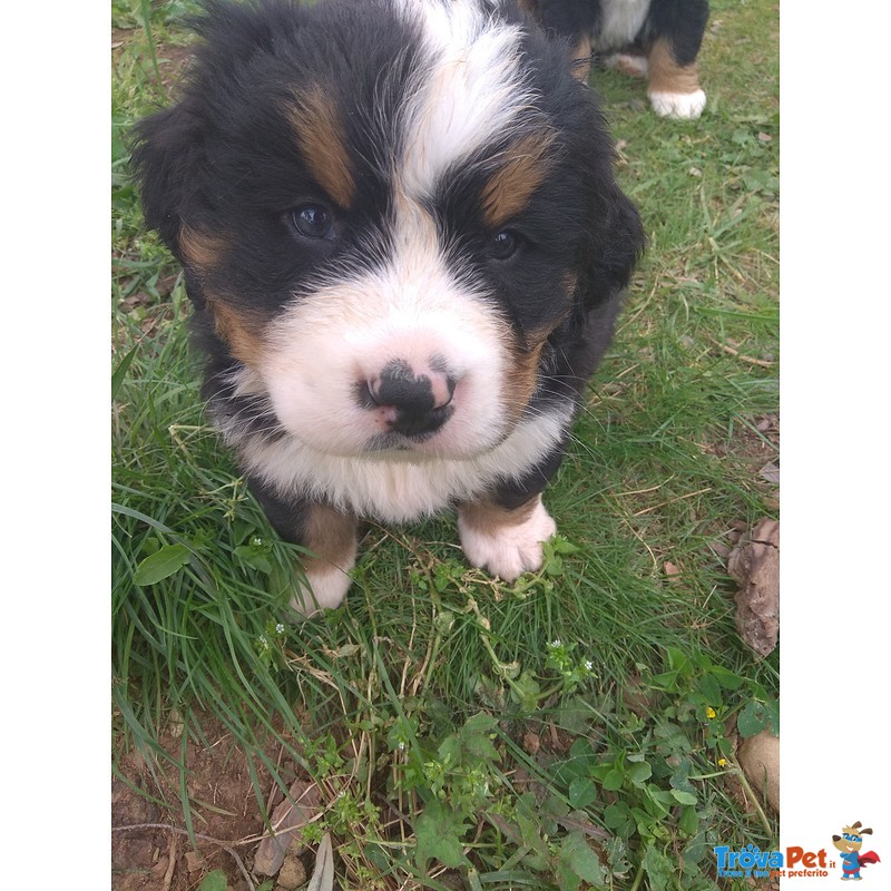 Cuccioli Bovaro del Bernese - Foto n. 7