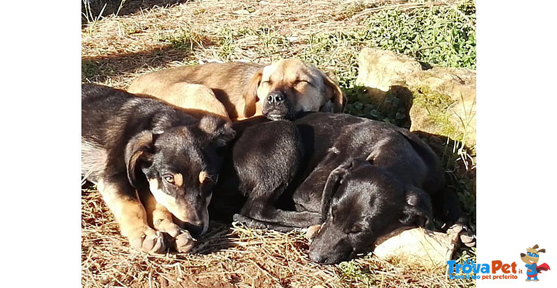 8 Cuccioli di 3 mesi e Mezzo, un Bastimento Carico di Speranze, in Arrivo a Bergamo, Cercano Casa - Foto n. 1