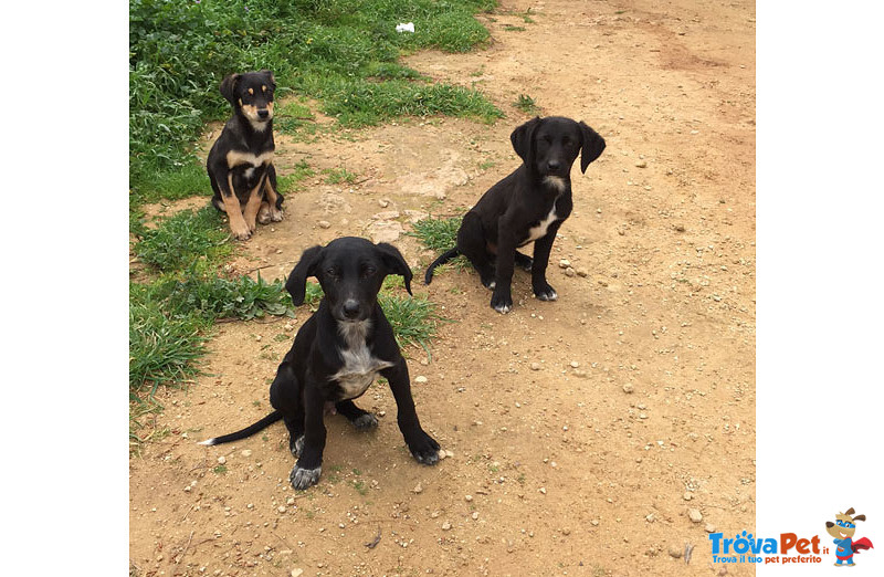 8 Cuccioli di 3 mesi e Mezzo, un Bastimento Carico di Speranze, in Arrivo a Bergamo, Cercano Casa - Foto n. 5