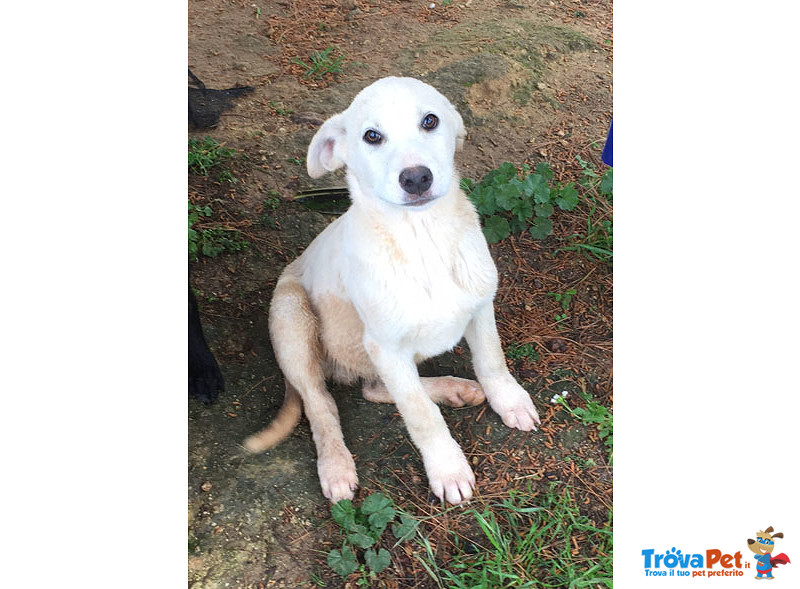 8 Cuccioli di 3 mesi e Mezzo, un Bastimento Carico di Speranze, in Arrivo a Bergamo, Cercano Casa - Foto n. 6