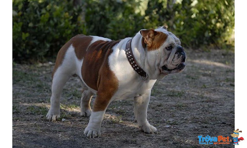 Bulldog Inglesi - Foto n. 5