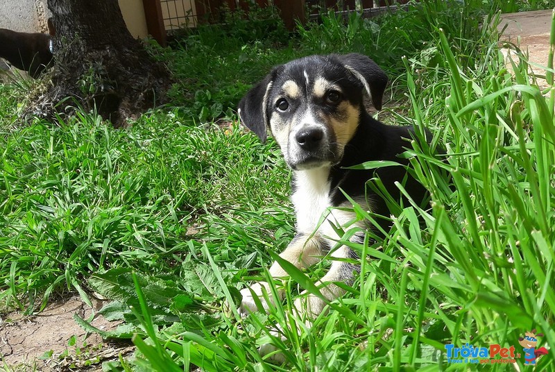 Penelope la Bella ! Cucciola Futura tg Media in Cerca di Adozione ! - Foto n. 2