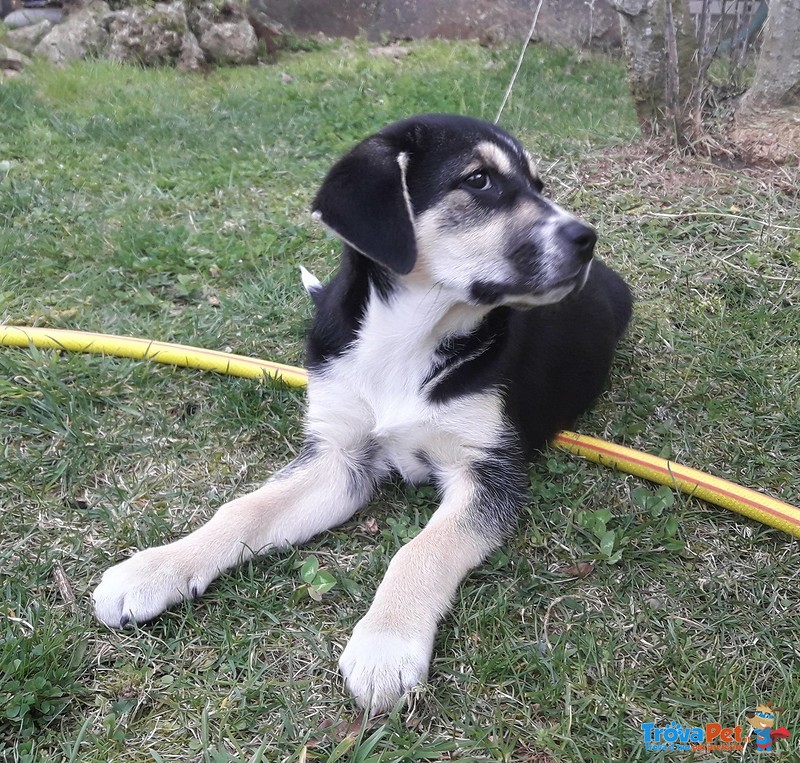 Penelope la Bella ! Cucciola Futura tg Media in Cerca di Adozione ! - Foto n. 3