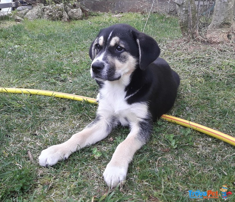 Penelope la Bella ! Cucciola Futura tg Media in Cerca di Adozione ! - Foto n. 4