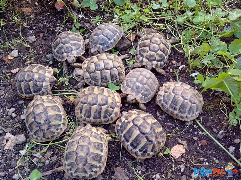 Tartarughe Terrestri Hermanni Boettgeri - Foto n. 1