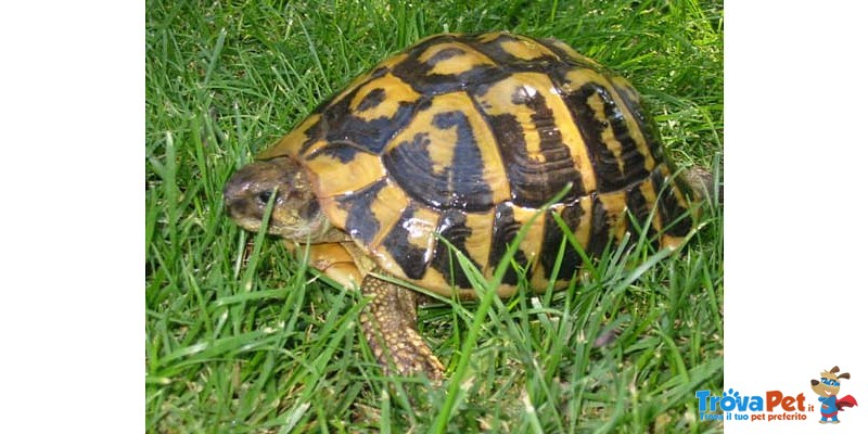 Tartarughe Terrestri Hermanni Boettgeri - Foto n. 2