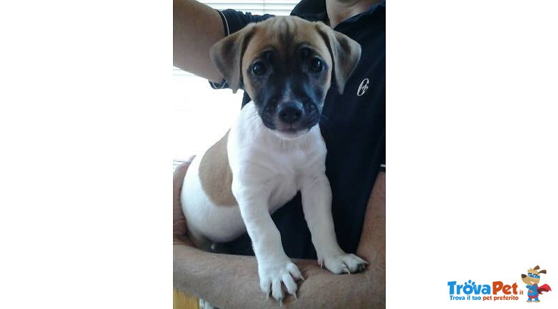 Disponibili 3 Cuccioli di jack Russel Terrier - Foto n. 1