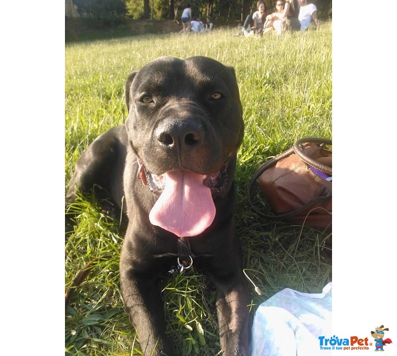 Cane Taglia Grande nero Incrocio Pitbullxcane Corso 1anno Super-Iper-Affettuoso!! - Foto n. 1