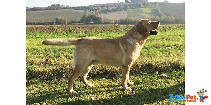 Splendida Cucciolata di Labrador Retriever - Foto n. 1