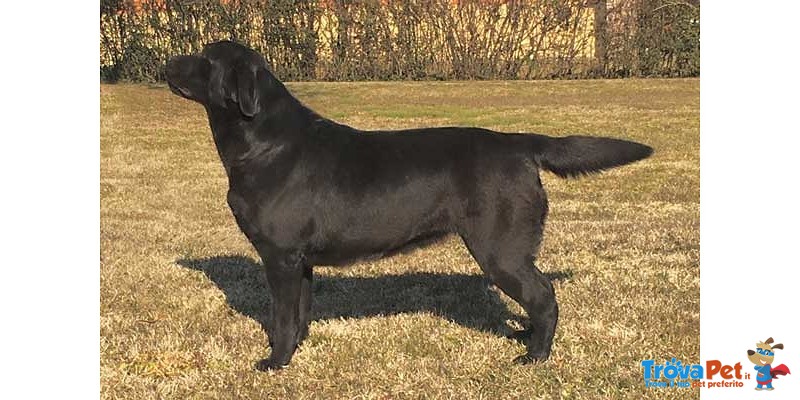 Splendida Cucciolata di Labrador Retriever - Foto n. 2