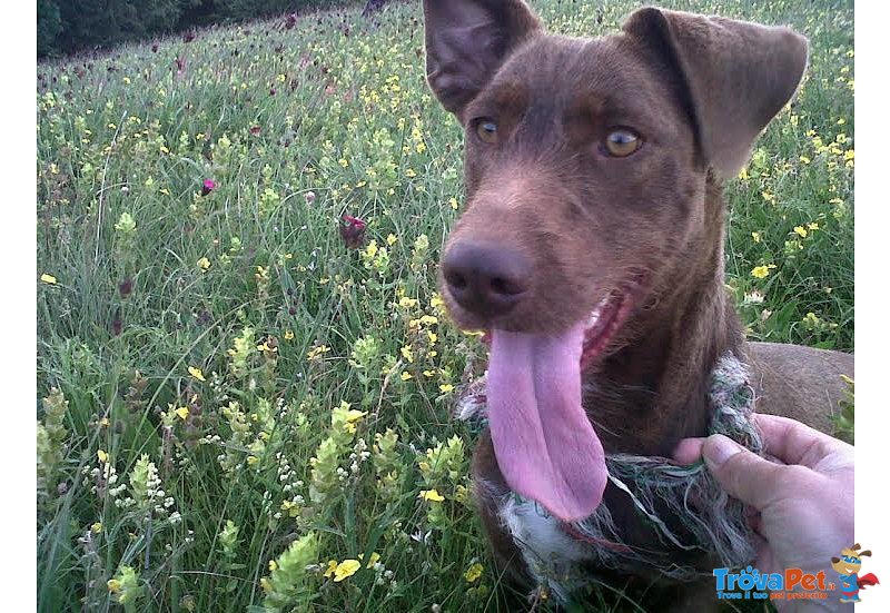 Cane Femmina per Tartufi - Foto n. 1