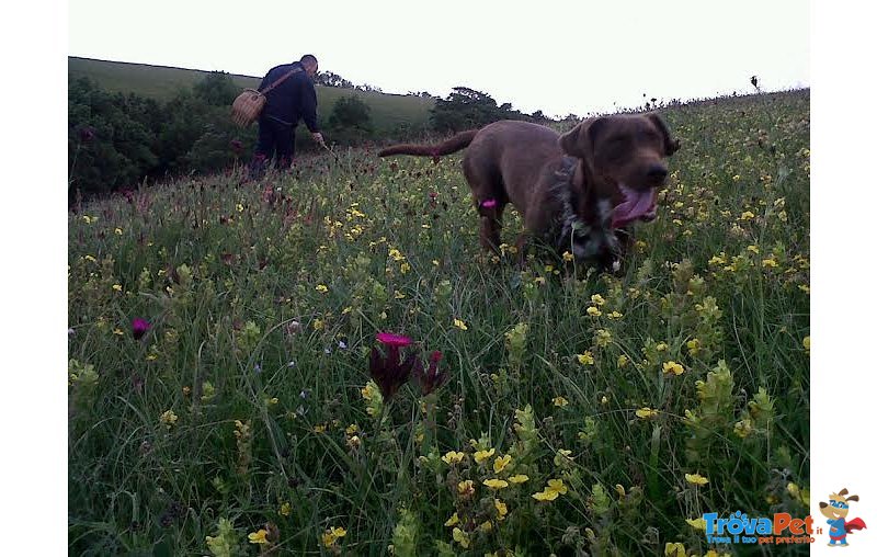 Cane Femmina per Tartufi - Foto n. 2