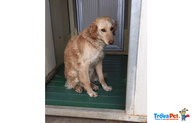 Ncrocio Golden Retriever, 8/9 Mesi, Approdati in Canile, dopo un Vigliacco Abbandono - Foto n. 1