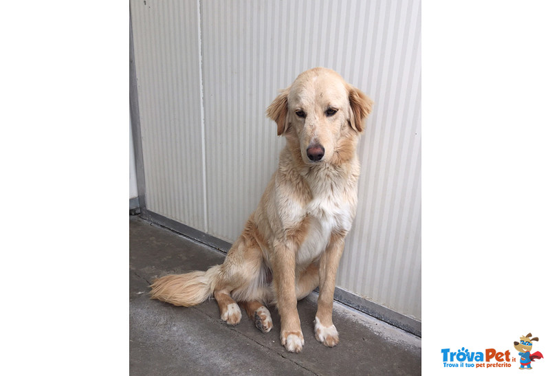 Ncrocio Golden Retriever, 8/9 Mesi, Approdati in Canile, dopo un Vigliacco Abbandono - Foto n. 3