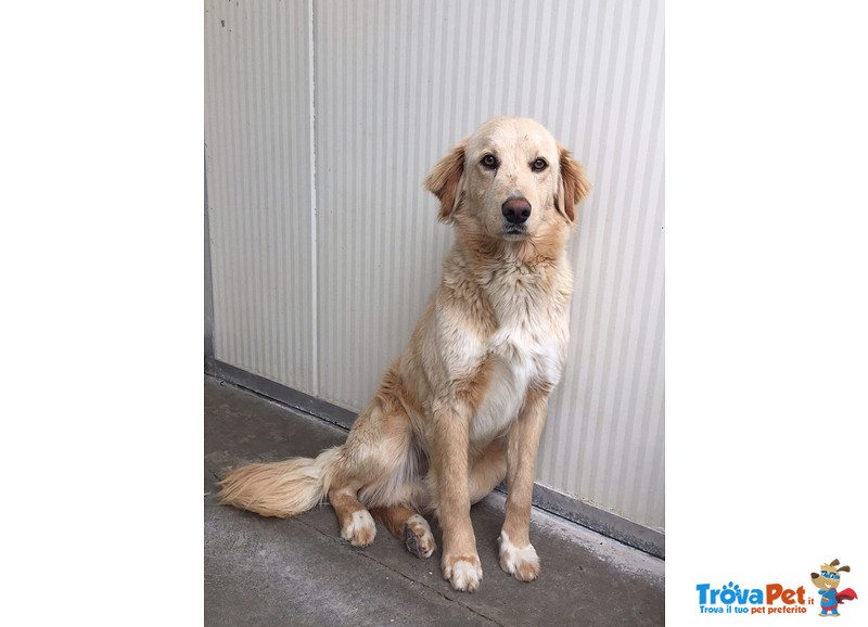 Ncrocio Golden Retriever, 8/9 Mesi, Approdati in Canile, dopo un Vigliacco Abbandono - Foto n. 4