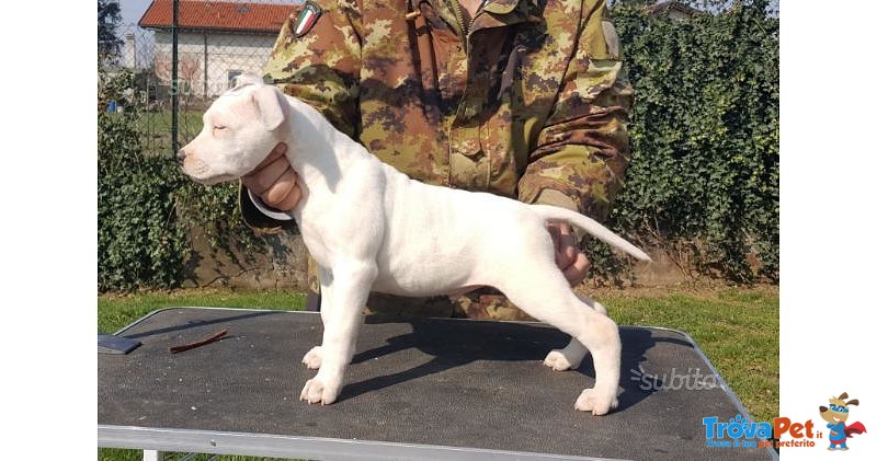 Cuccioli American Staffordshire Terrier - Foto n. 2