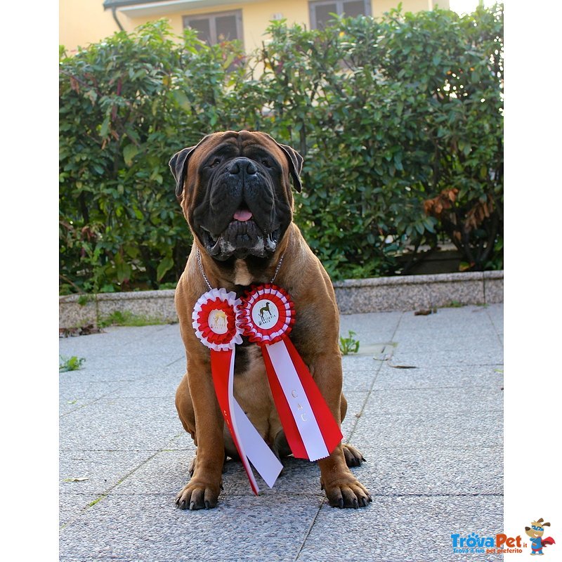 Cuccioli Bullmastiff - Foto n. 1