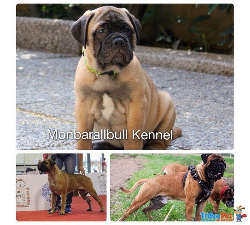 Cuccioli Bullmastiff - Foto n. 2