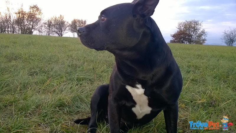 Cane Amstaff in Regalo - Foto n. 2