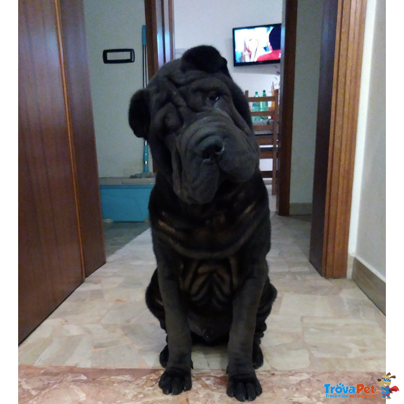 Cuccioli shar pei con Pedigree - Foto n. 3