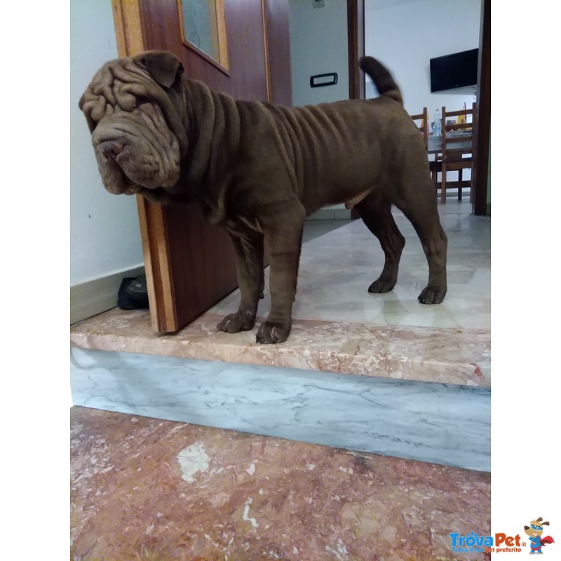 Cuccioli shar pei con Pedigree - Foto n. 5