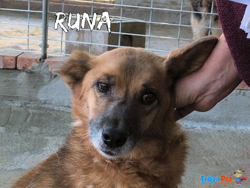 Runa - una Lupetta che Aspetta una Famiglia - Foto n. 6