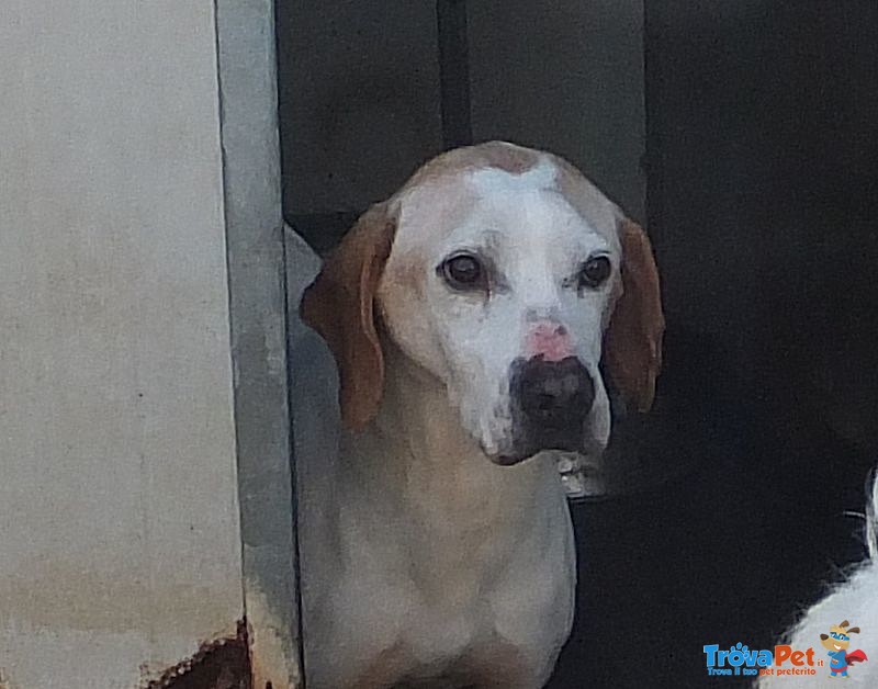 Nonno Albert - cane Anziano da Adottare - Foto n. 2