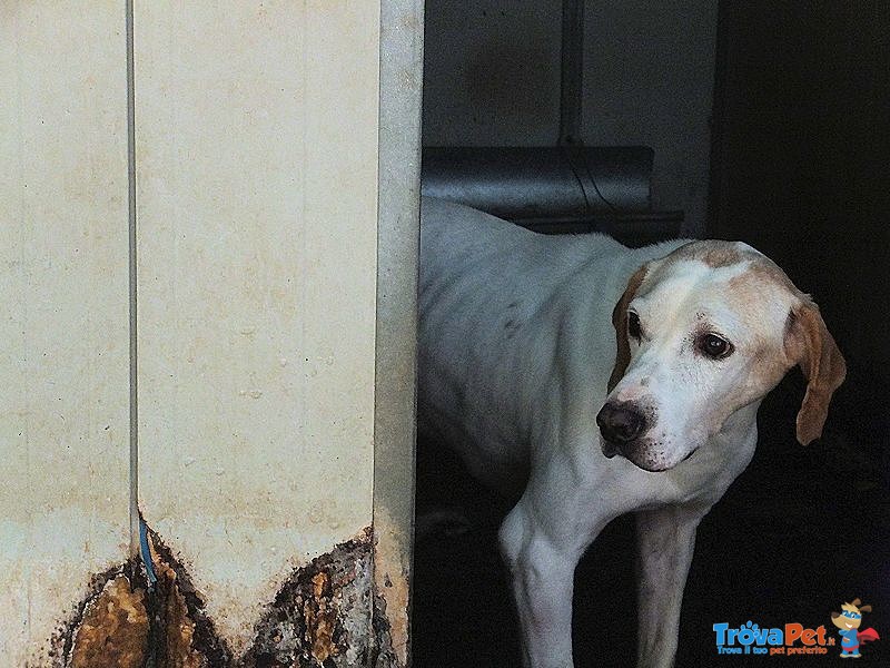 Nonno Albert - cane Anziano da Adottare - Foto n. 8