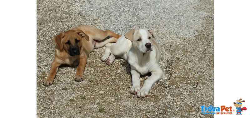 Bianco e Crosta, Cuccioli di 4 mesi Taglia Media, Trovati in un Sacchetto Dell’immondizia, Salvi Pe - Foto n. 3