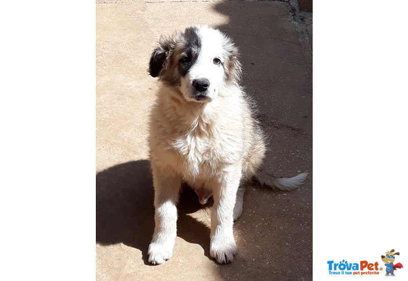 Frank, Bellissimo Cucciolo di 3 mesi e Mezzo, Taglia Grande, Dalla Sicilia a Bergamo in Cerca di Cas - Foto n. 1