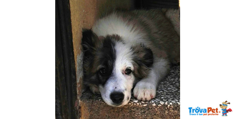 Frank, Bellissimo Cucciolo di 3 mesi e Mezzo, Taglia Grande, Dalla Sicilia a Bergamo in Cerca di Cas - Foto n. 2