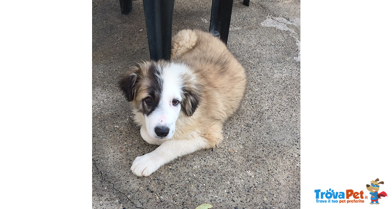 Frank, Bellissimo Cucciolo di 3 mesi e Mezzo, Taglia Grande, Dalla Sicilia a Bergamo in Cerca di Cas - Foto n. 3