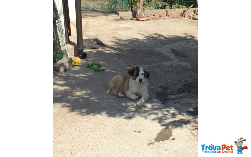 Frank, Bellissimo Cucciolo di 3 mesi e Mezzo, Taglia Grande, Dalla Sicilia a Bergamo in Cerca di Cas - Foto n. 5