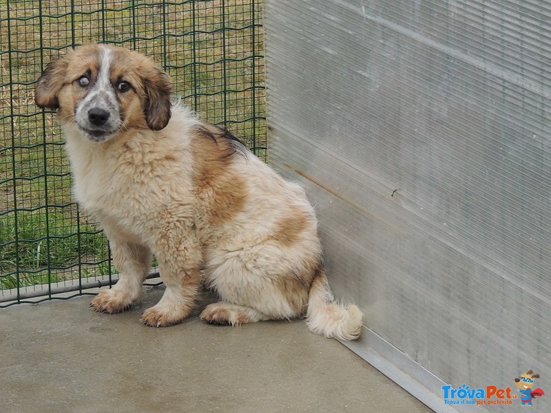 2 Cuccioli Pelosi,1 Femmina e 1 Maschio,dal Carattere Difficile.. - Foto n. 4