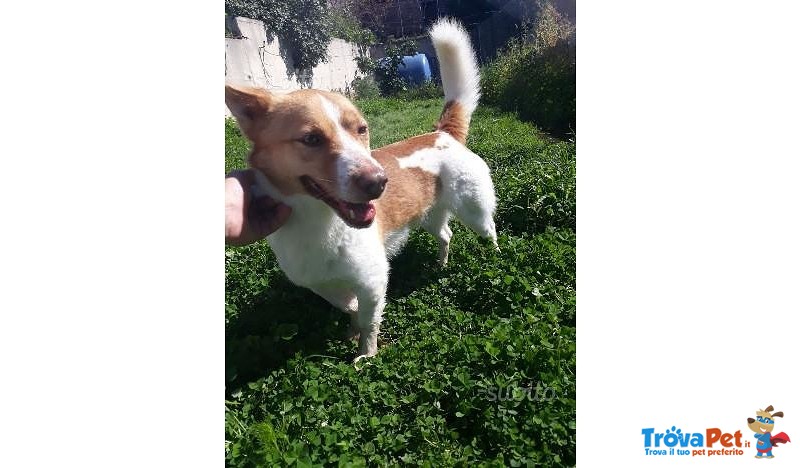 Gesuele, mix jack Russel in Cerca di Casa - Foto n. 2