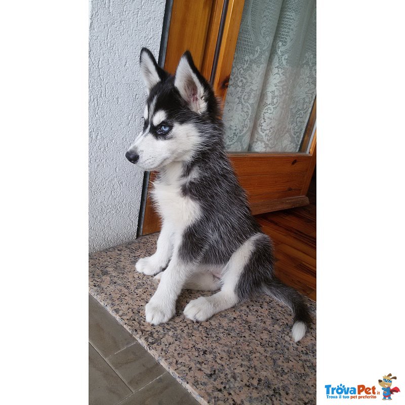 Cucciolo Husky Occasione - Foto n. 2