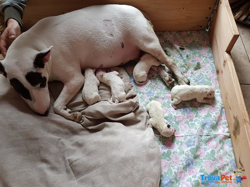 Bull Terrier Miniature - Foto n. 2