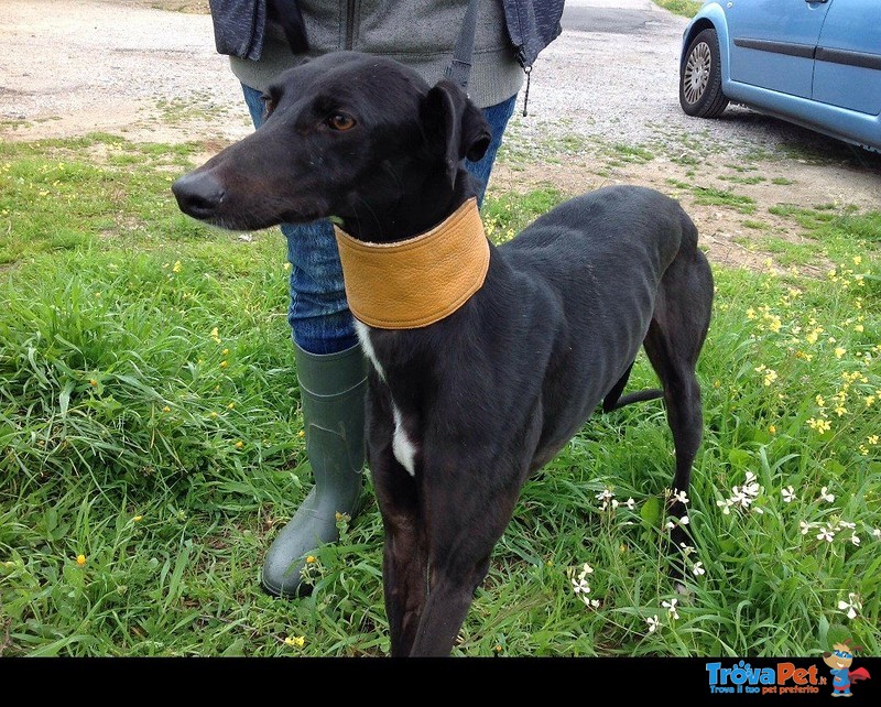 Morena Galgo Spagnolo 2 Anni - Foto n. 3