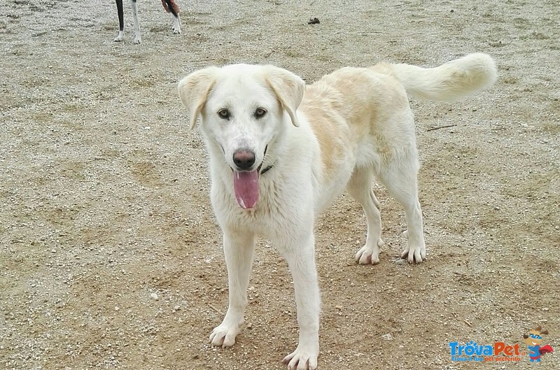 Bachata Mastino Spagnolo 1 Anno - Foto n. 1