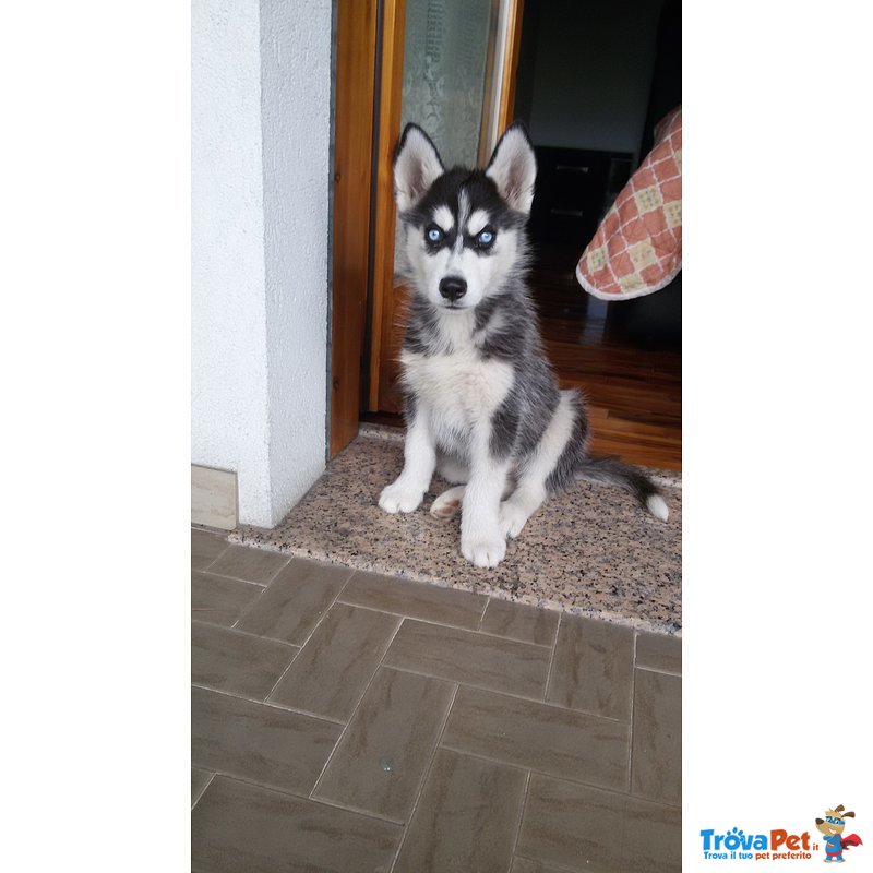 Cucciolo Husky Occasione - Foto n. 5