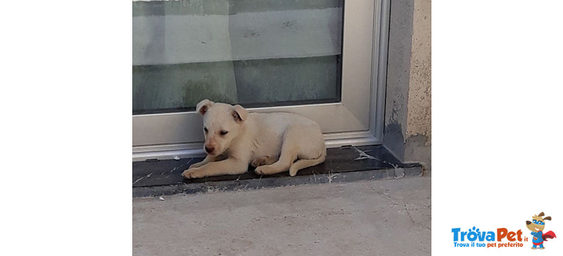 Gerry, Tommy e Sissy, Cuccioli di 3 Mesi, Dalla Sicilia a Bergamo in Cerca di Casa - Foto n. 1