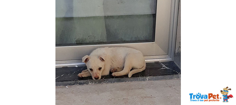 Gerry, Tommy e Sissy, Cuccioli di 3 Mesi, Dalla Sicilia a Bergamo in Cerca di Casa - Foto n. 2