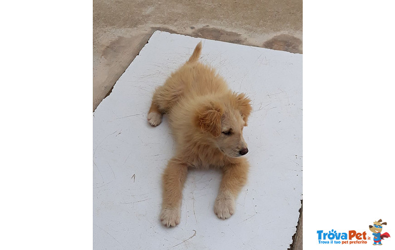 Gerry, Tommy e Sissy, Cuccioli di 3 Mesi, Dalla Sicilia a Bergamo in Cerca di Casa - Foto n. 3