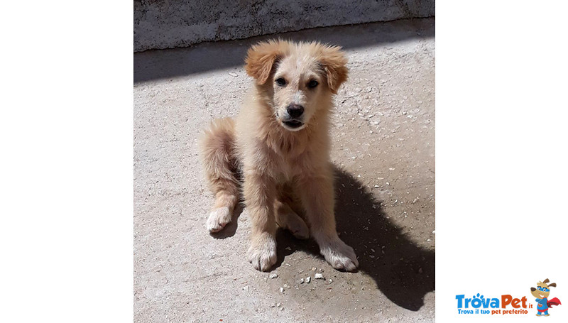 Gerry, Tommy e Sissy, Cuccioli di 3 Mesi, Dalla Sicilia a Bergamo in Cerca di Casa - Foto n. 4