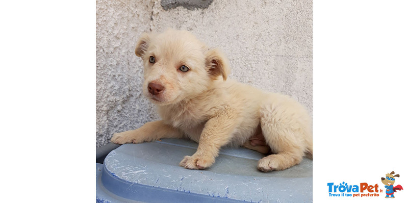 Gerry, Tommy e Sissy, Cuccioli di 3 Mesi, Dalla Sicilia a Bergamo in Cerca di Casa - Foto n. 5